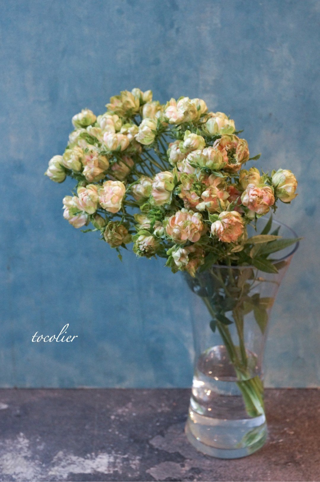 ユニークなバラ エキゾチックエクレール Tocolier Note ユニークなバラ エキゾチックエクレール Tocolier Note