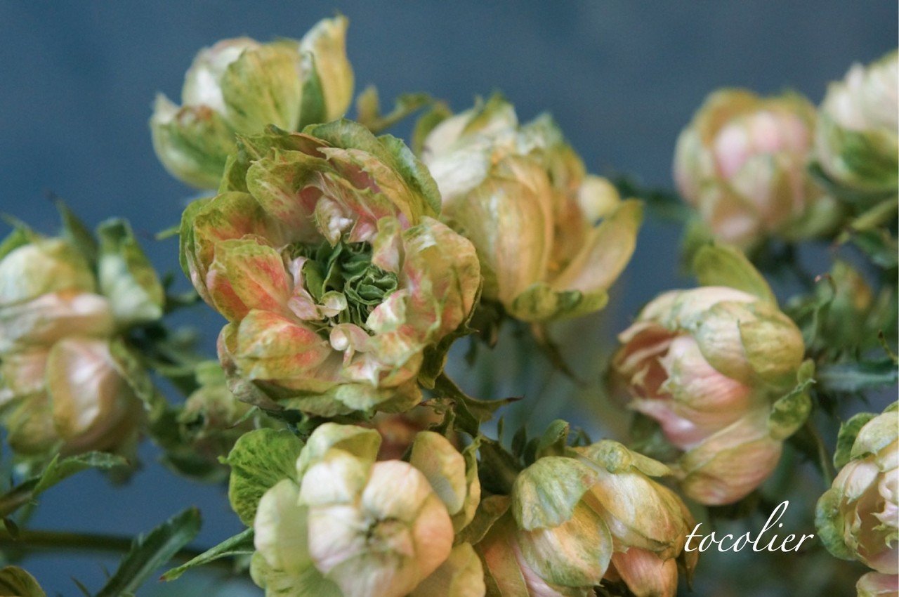 ユニークなバラ エキゾチックエクレール Tocolier Note ユニークなバラ エキゾチックエクレール Tocolier Note