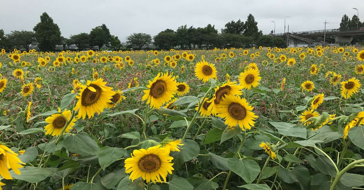 とびきり素敵な夏にするために とびきり素敵な夏 Note