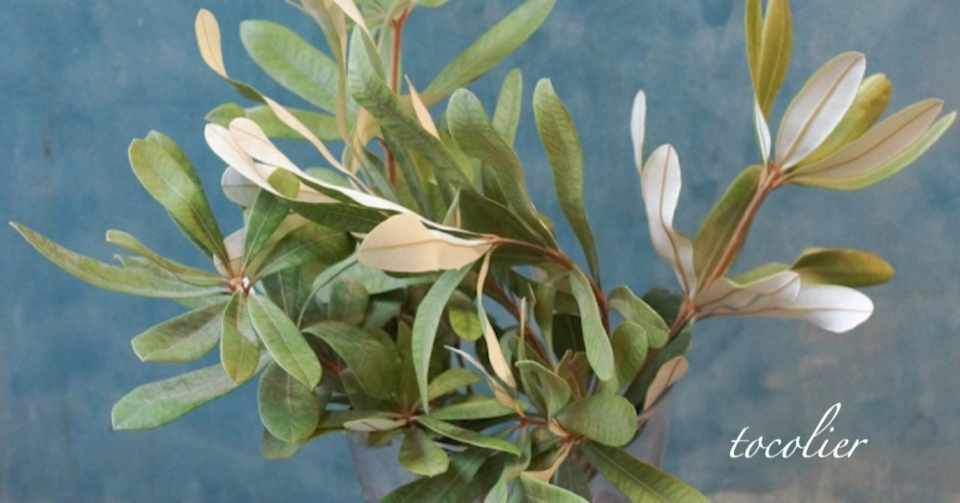 オーストラリアの植物 バンクシア Tocolier Note