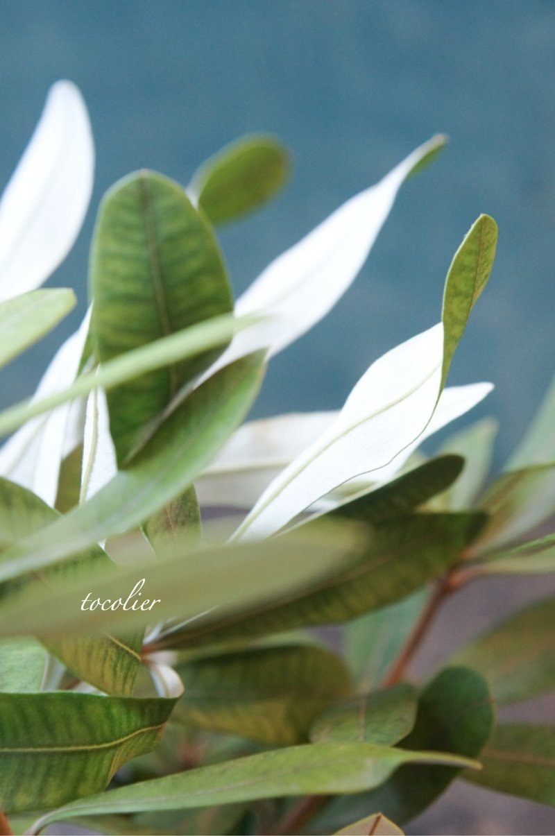 オーストラリアの植物 バンクシア Tocolier Note