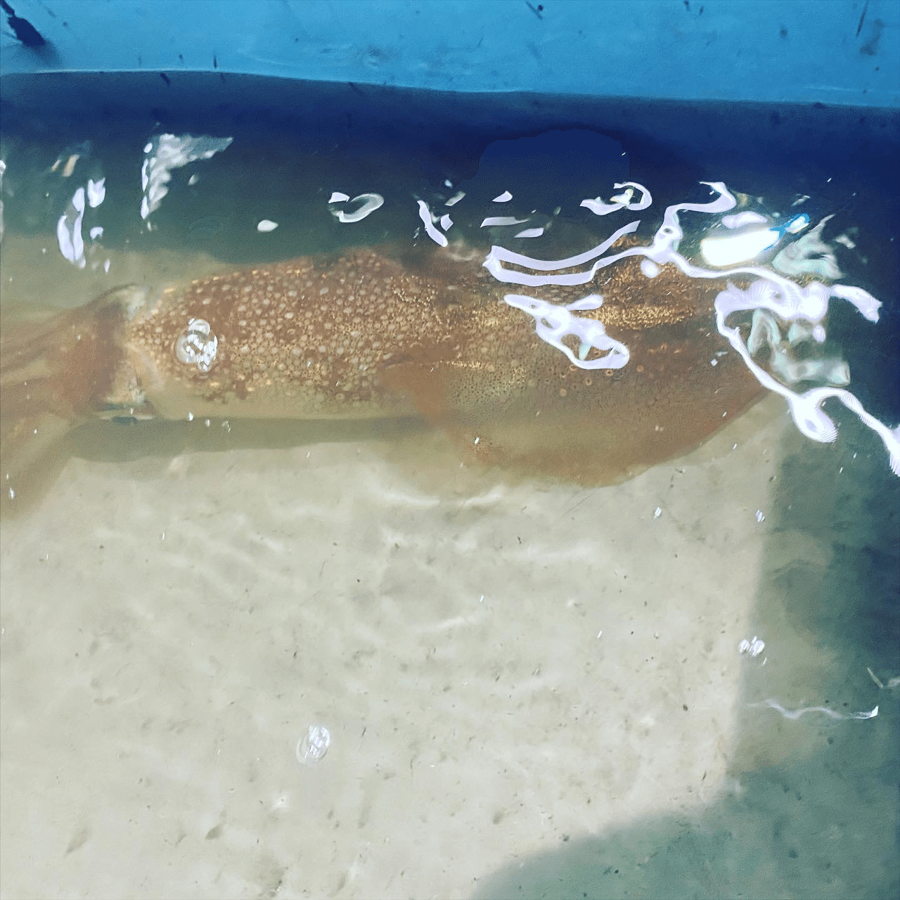 釣り イカメタルの季節がやってきた けっちょん Note 釣り イカメタルの季節がやってきた けっちょん Note