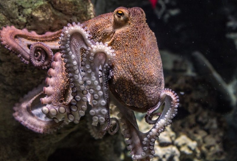 自然を真似して世界を変える 海の生き物 前編 Eryr13 Note