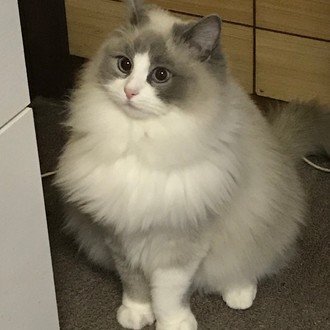 猫の好物ランキング 世界的には魚は意外性のある好物だった レイ ラグドール Note