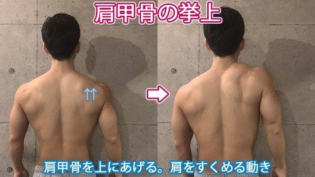 僧帽筋 脊柱起立筋 男らしい背中を作る 筋トレのための簡単解剖学 せいや アラサー筋トレチャンネル Note