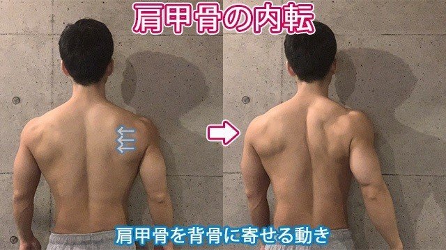 僧帽筋 脊柱起立筋 男らしい背中を作る 筋トレのための簡単解剖学 せいや アラサー筋トレチャンネル Note 僧帽筋 脊柱起立筋 男らしい背中を作る 筋トレのための簡単解剖学 せいや アラサー筋トレチャンネル Note