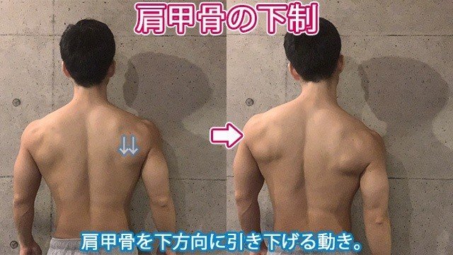 僧帽筋 脊柱起立筋 男らしい背中を作る 筋トレのための簡単解剖学 せいや アラサー筋トレチャンネル Note 僧帽筋 脊柱起立筋 男らしい背中を作る 筋トレのための簡単解剖学 せいや アラサー筋トレチャンネル Note