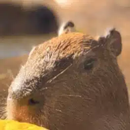 kapibara