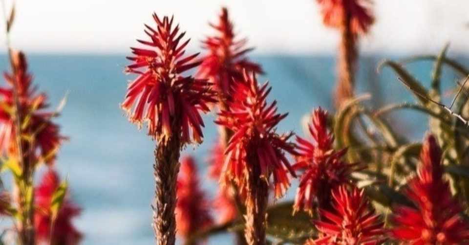 医者いらずの花が告げたこと 大福すあま Note
