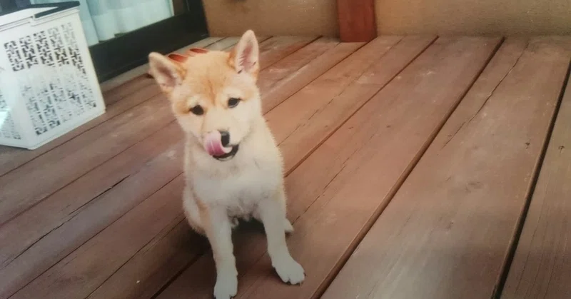 柴犬 よっちゃん Note