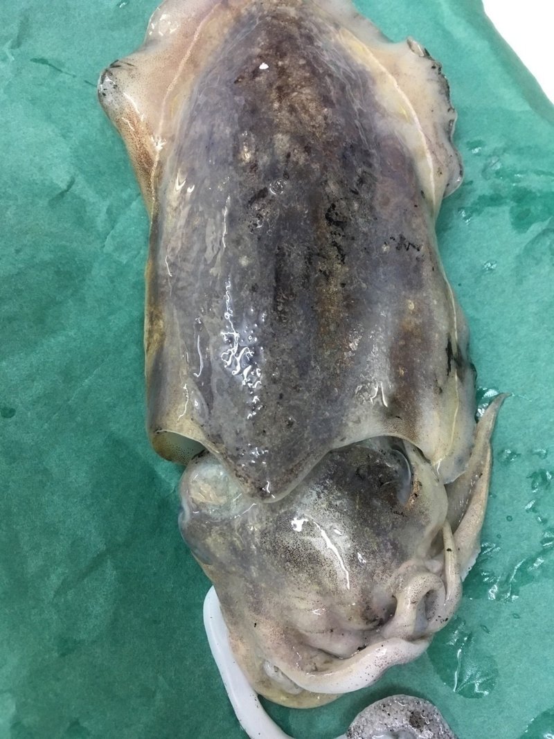 コウイカ 富山の魚正 Note