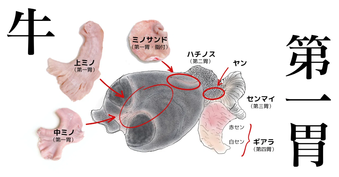 牛 の 胃