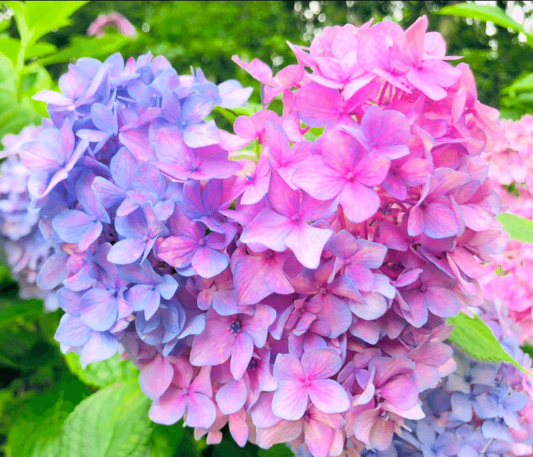 愛情とアジサイ 南 愛美 みなみ まなみ Note