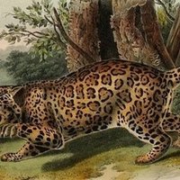 獣林外史 星の記憶とアリゾナジャガー 手に描いた餅 Note