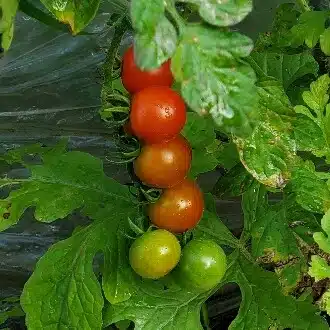 tomato