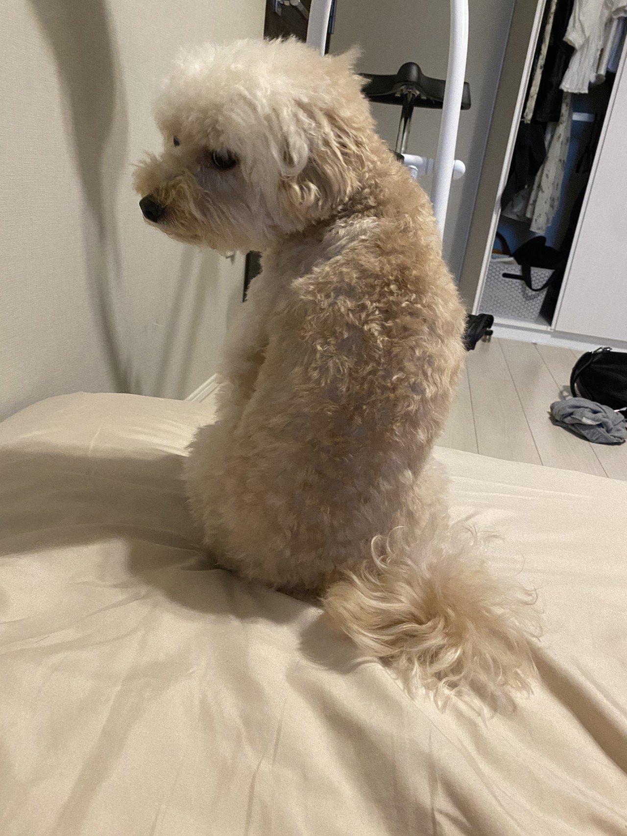 起きたら 4歳ニート犬マロの一日 Note