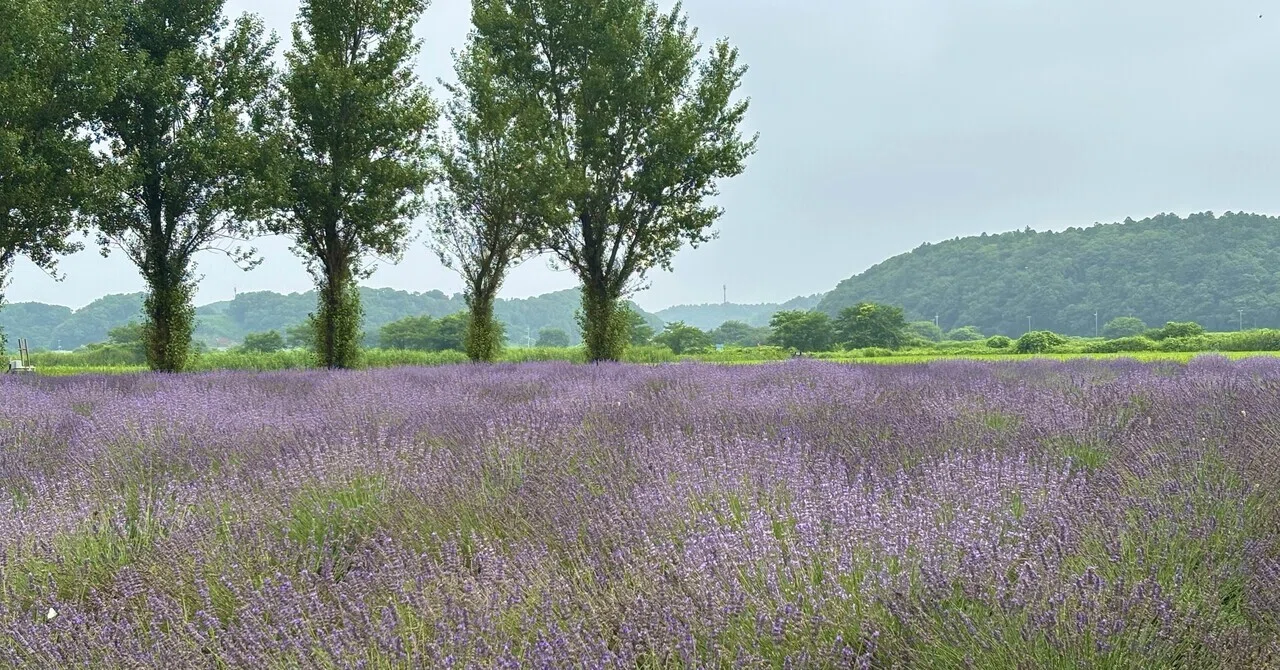 Outing with a Timid Dog: Sakura Lavender Land｜cherie