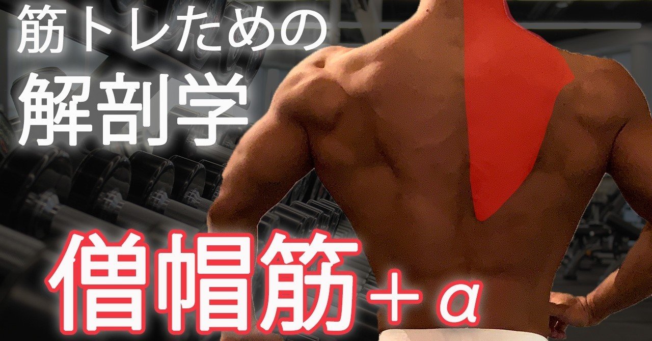 僧帽筋 脊柱起立筋 男らしい背中を作る 筋トレのための簡単解剖学 せいや アラサー筋トレチャンネル Note 僧帽筋 脊柱起立筋 男らしい背中を作る 筋トレのための簡単解剖学 せいや アラサー筋トレチャンネル Note