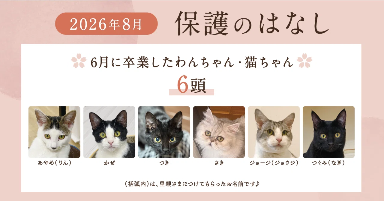 2026年8月】殺処分ゼロを目指す活動レポート｜犬猫生活株式会社