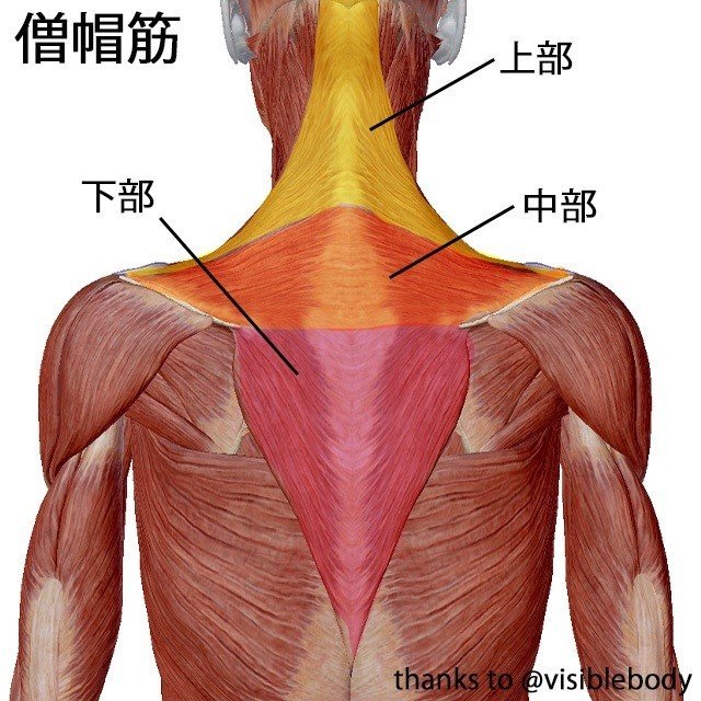 僧帽筋解剖図