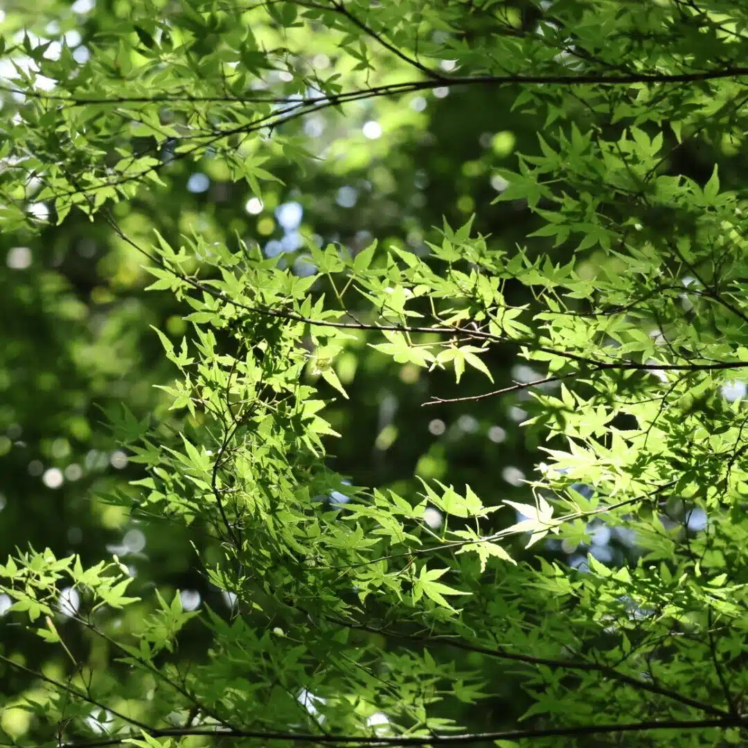はっぽうみゆき