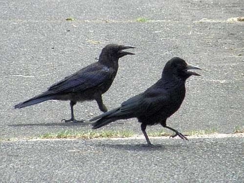 第1146回 黒いからカラス 翆野 大地 Note