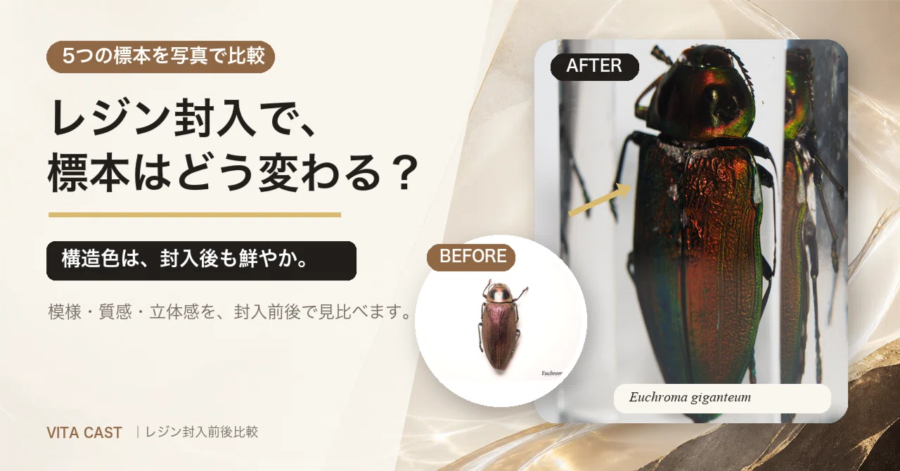 レジンに封入すると、標本の見え方はどう変わる？ 5つの昆虫標本で比べ