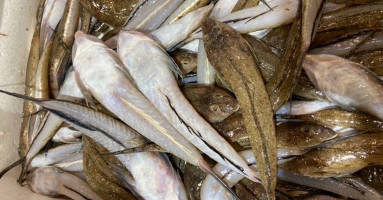 メゴチ はややこしい おさかなマイスター神谷 Note