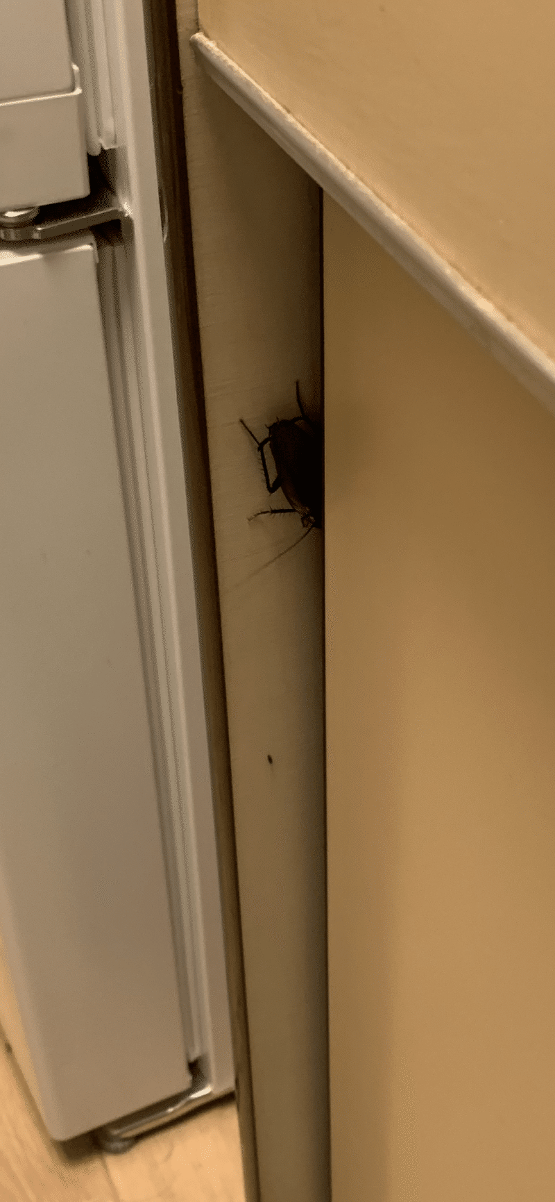 ゴキブリと初めて闘いました バシノート Note