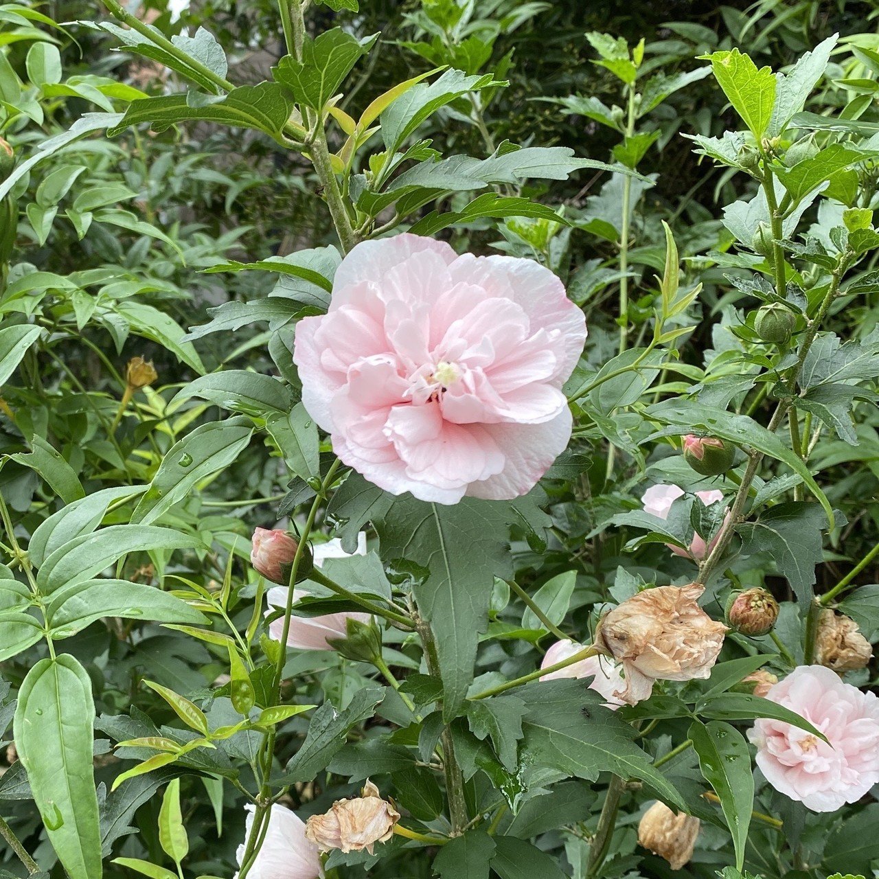 木実の名は 11 ムクゲ 韓国の国花なんだね さとなお 佐藤尚之 Note 木実の名は 11 ムクゲ 韓国の国花なんだね さとなお 佐藤尚之 Note