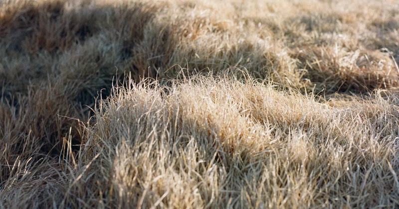 【旅の記憶 #16】草千里の芝 | GRASS