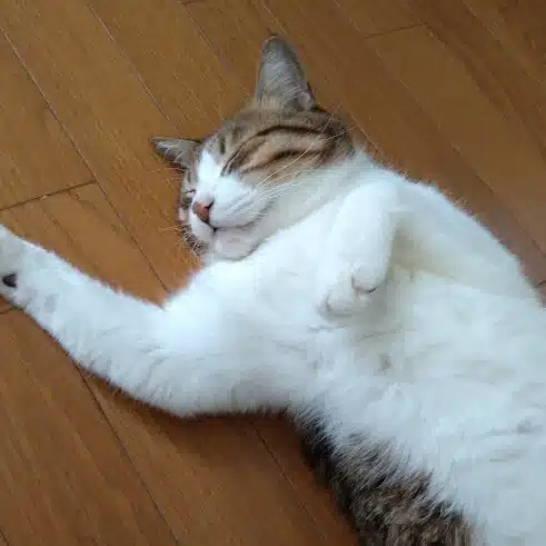 遊星より愛をこめて