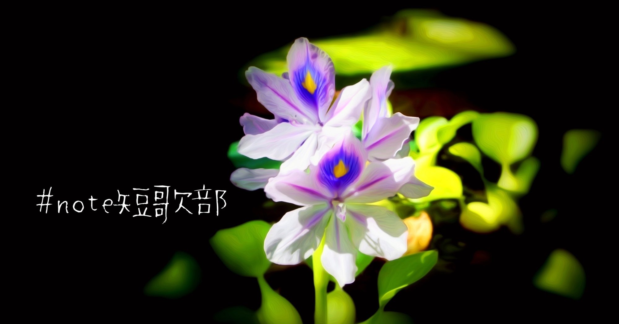 7月13日 誕生花は布袋葵 Note短歌部 御子柴 流歌 Note 7月13日 誕生花は布袋葵 Note短歌部 御子柴 流歌 Note