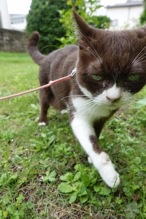 猫 のようだが耳が長い生物の名前をすぐにわかった人はすごいと思う まつぼっくり Note