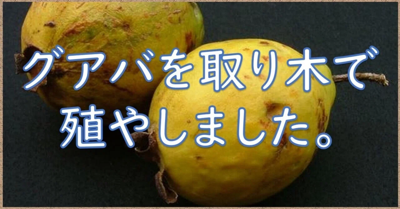 グアバを取り木で殖やしました。｜沖縄の熱帯果樹専門家 ねこがため