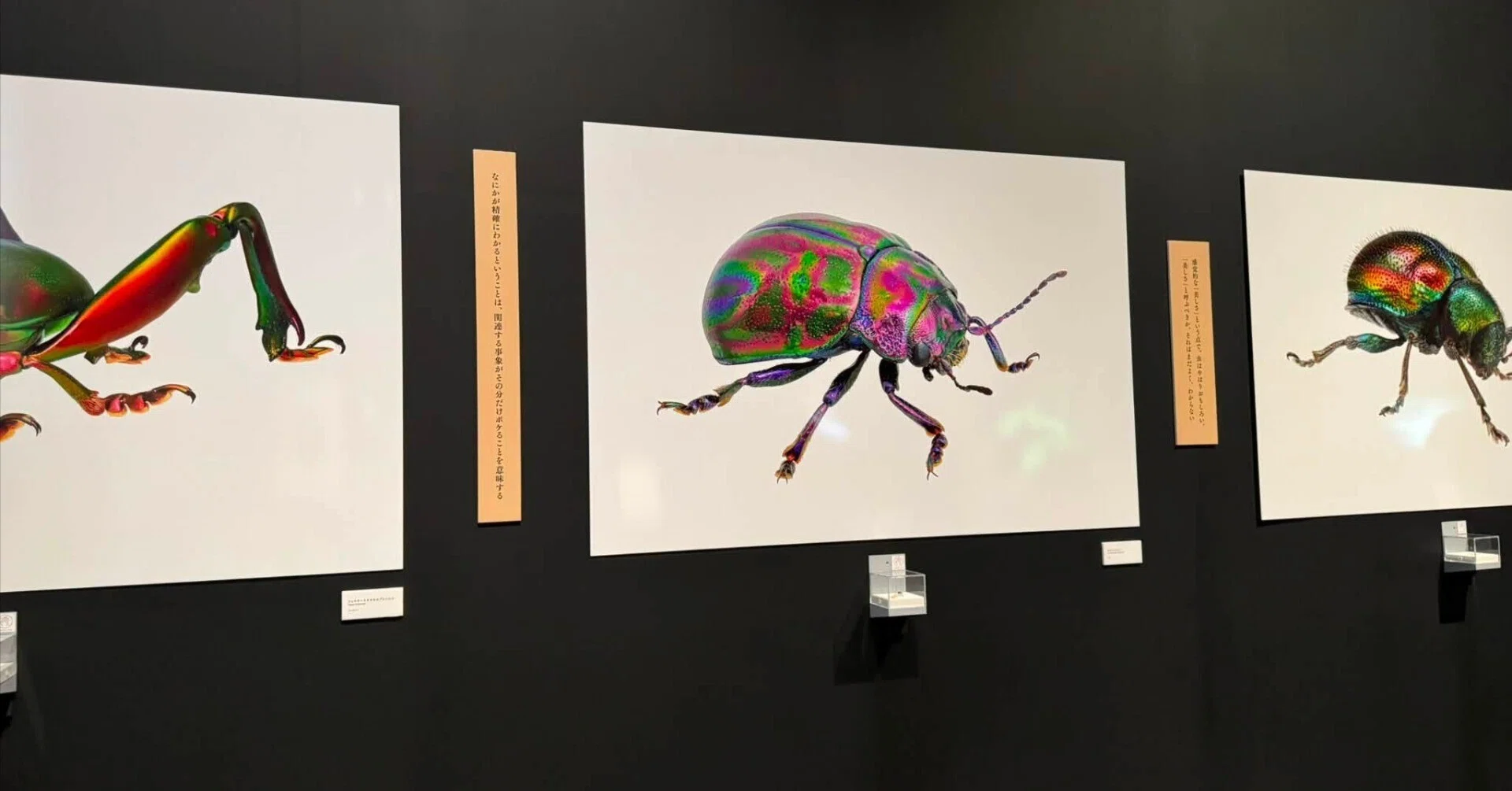 養老孟司と小檜山賢二の「虫展」｜竹之内盛志｜Seiji Takenouchi