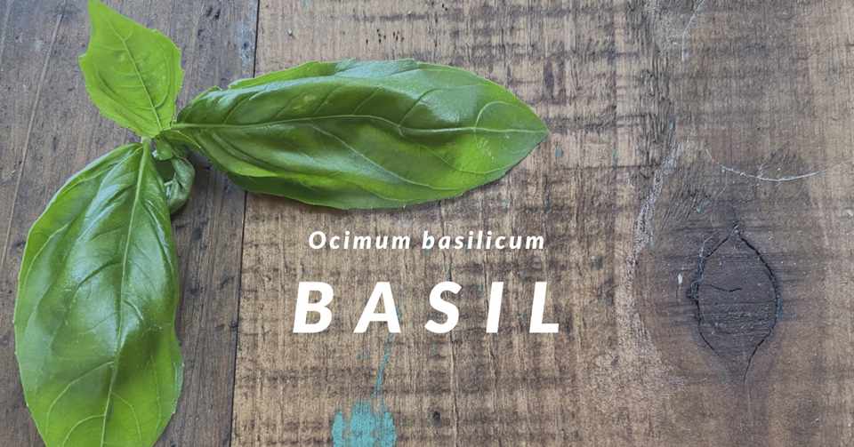 バジル ころの庭 ー自然菜園とハーブとアロマー Note