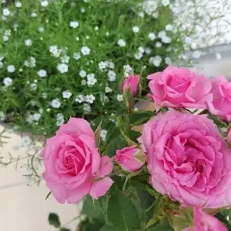ひかり