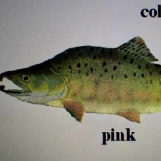 New Normal ピンクサーモン Note