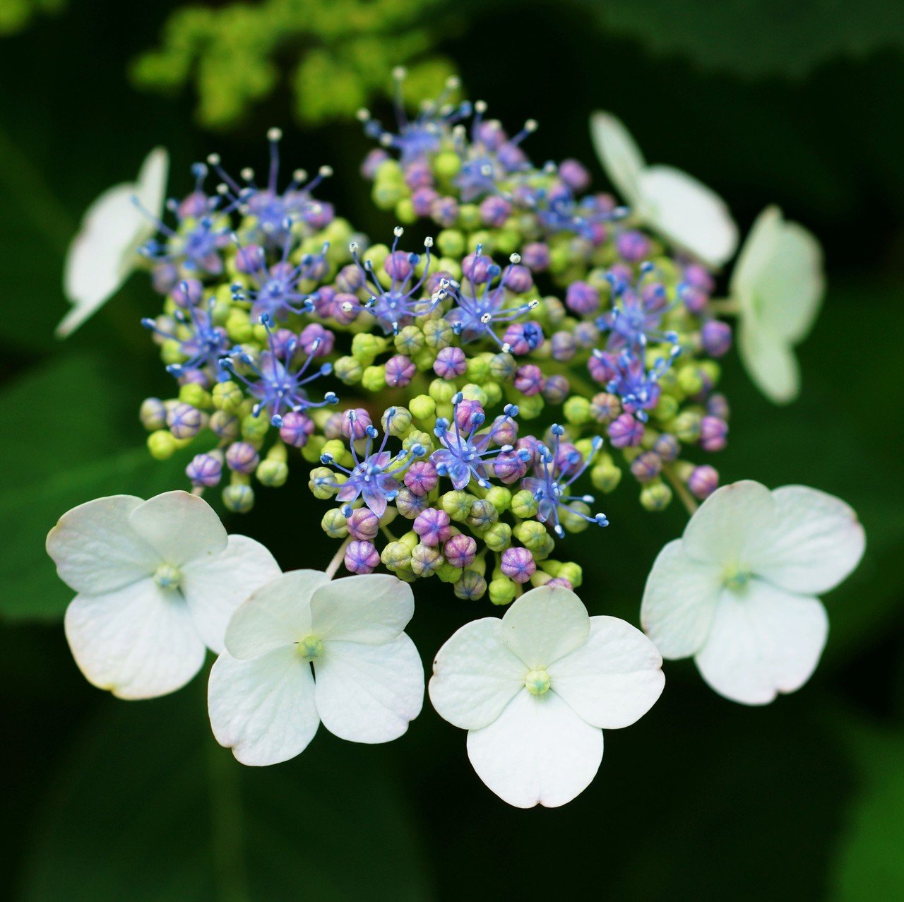 紫陽花の季節 その2 Tshimo Note 紫陽花の季節 その2 Tshimo Note