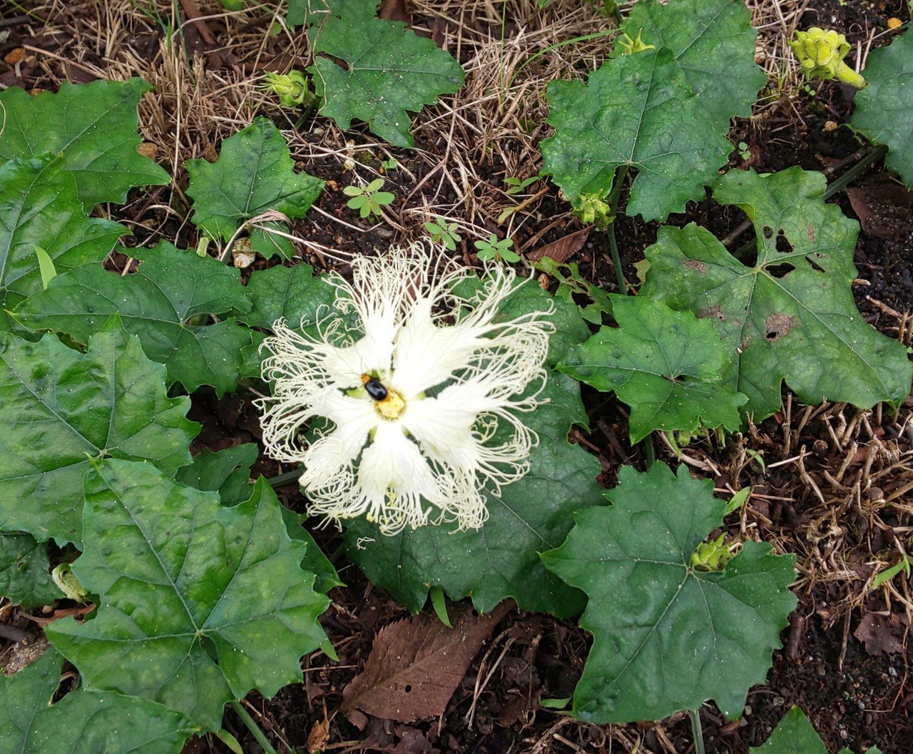キカラスウリ 公園の隅っこで ひっそり一輪だけ咲いているのを見つけました 今までこんなの見たことはなかったのに 見た目も雰囲気も 不思議な花です キカラスウリの花言葉は 良い便り 明る Emiko Note