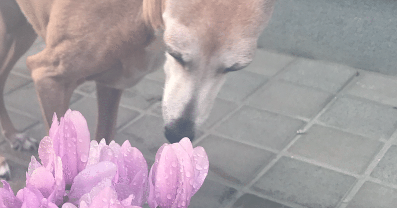 泣く犬 冬の話 ななみ Note