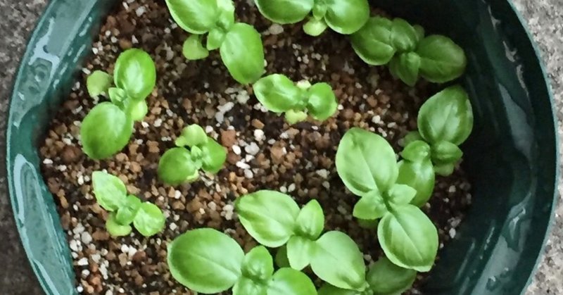 通販を活躍 種からバジルをプランターで育てる家庭菜園やってみました 坂本雅 Note