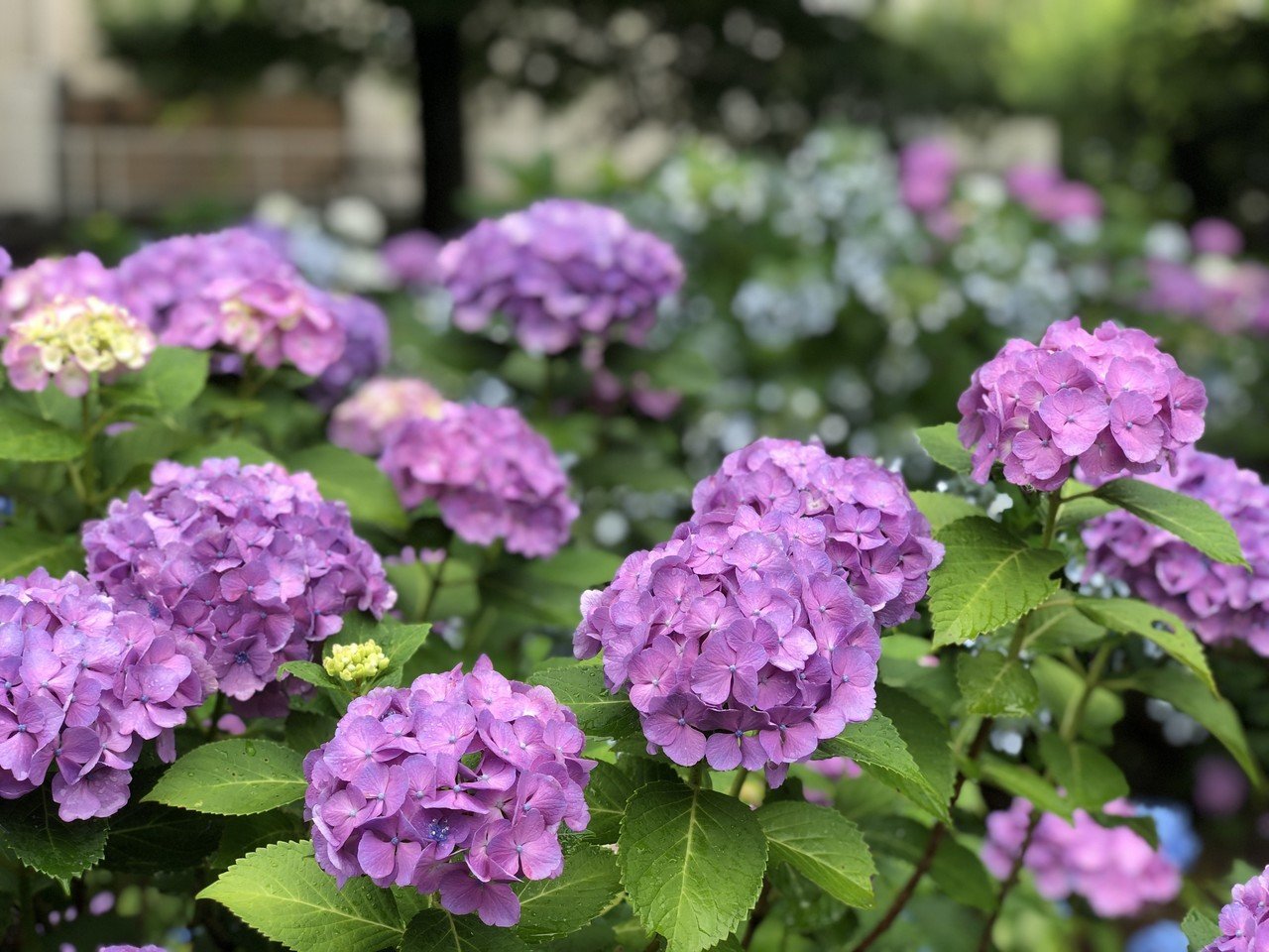 スマホの壁紙にすると綺麗に見えてくるタイプの写真があると思う Njrecalls Note スマホの壁紙にすると綺麗に見えてくるタイプの写真があると思う Njrecalls Note