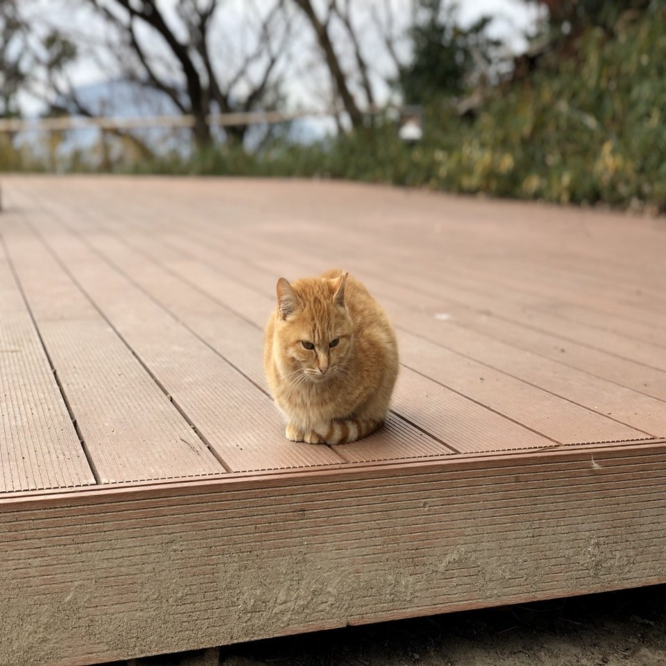 スマホの壁紙にすると綺麗に見えてくるタイプの写真があると思う Njrecalls Note