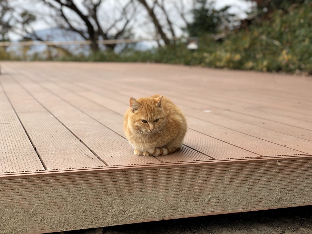 スマホの壁紙にすると綺麗に見えてくるタイプの写真があると思う Njrecalls Note スマホの壁紙にすると綺麗に見えてくるタイプの写真があると思う Njrecalls Note