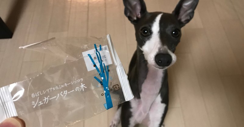 犬がホワイトチョコを食べてしまった はなの主 Note