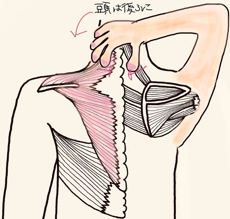 背中の冷え 血行不良のケア Drops Nao Note