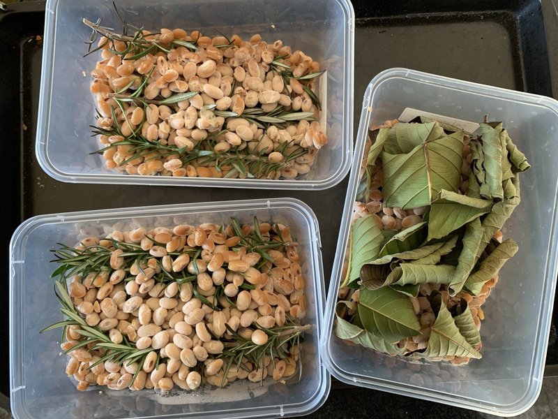 お家の庭にある枯草菌 納豆菌 で納豆作り 食べ比べしてみた結果 Eri Retreat Note お家の庭にある枯草菌 納豆菌 で納豆作り 食べ比べしてみた結果 Eri Retreat Note