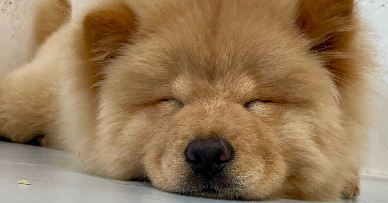 犬、そしてアート 岡崎・豊田1泊2日【前編】｜ミュージアムジャンキー犬山